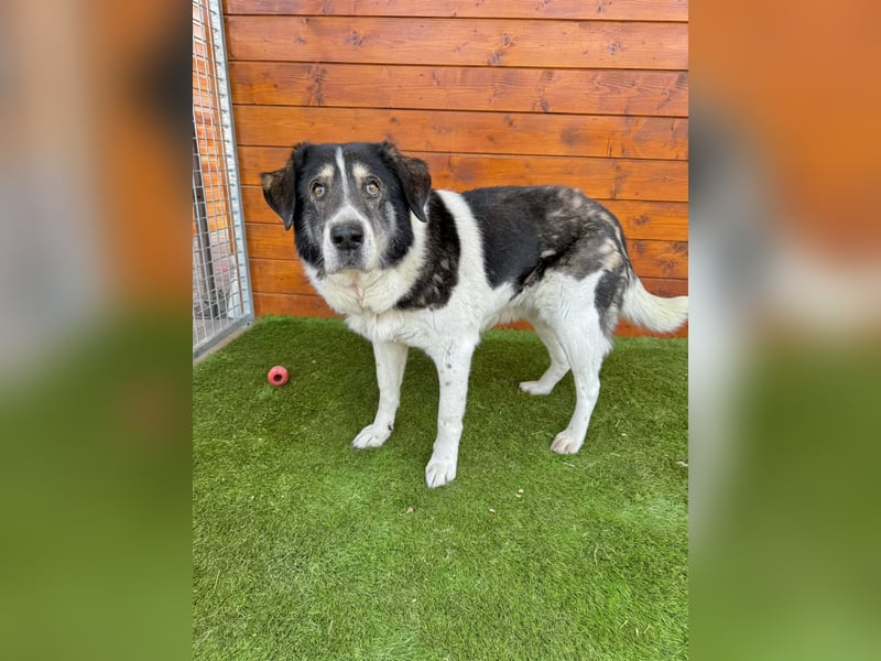 Kiriam - liebenswert, ruhig