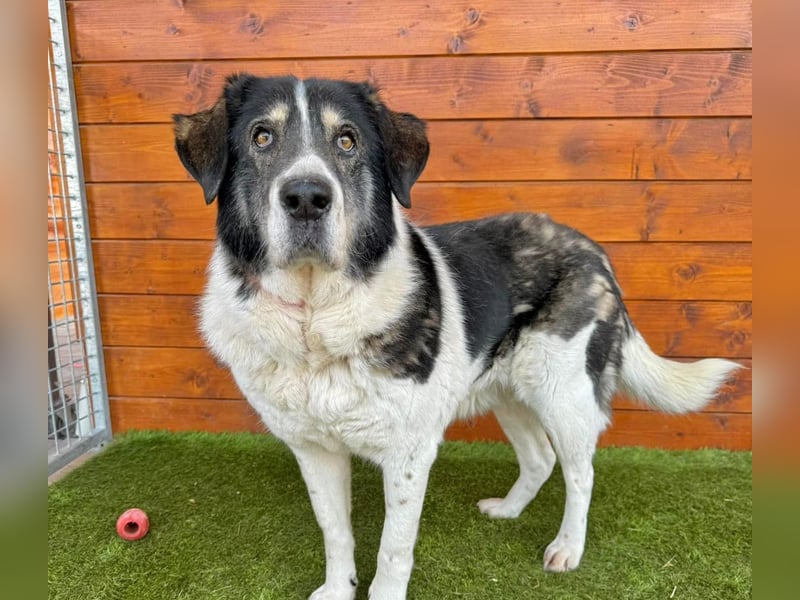 Kiriam - liebenswert, ruhig