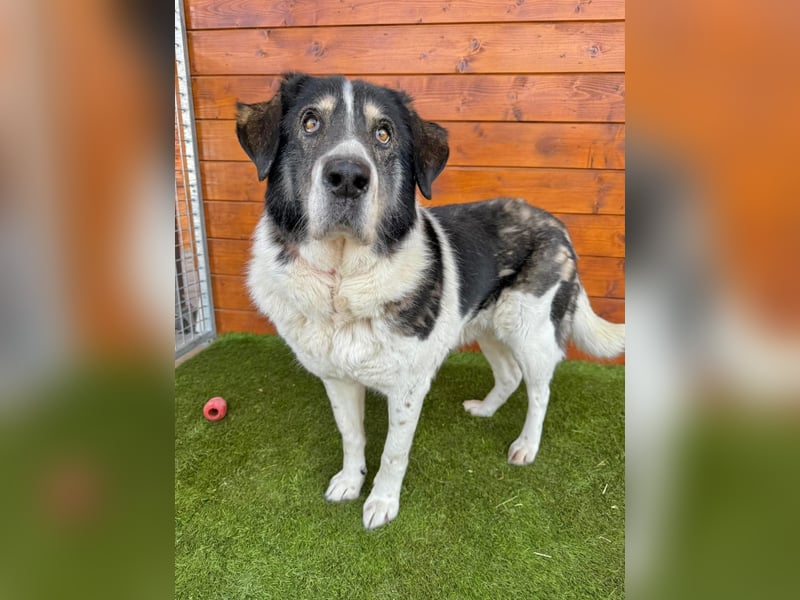 Kiriam - liebenswert, ruhig