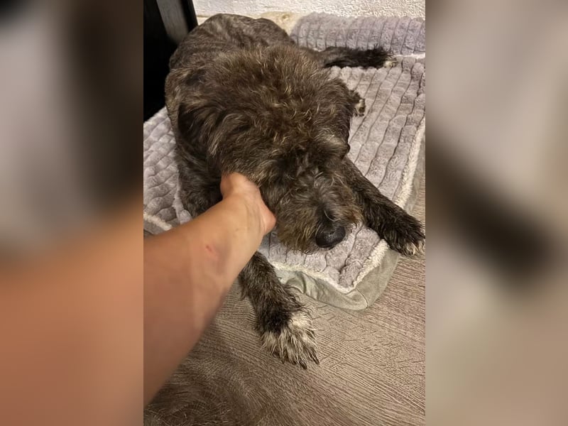 Benji