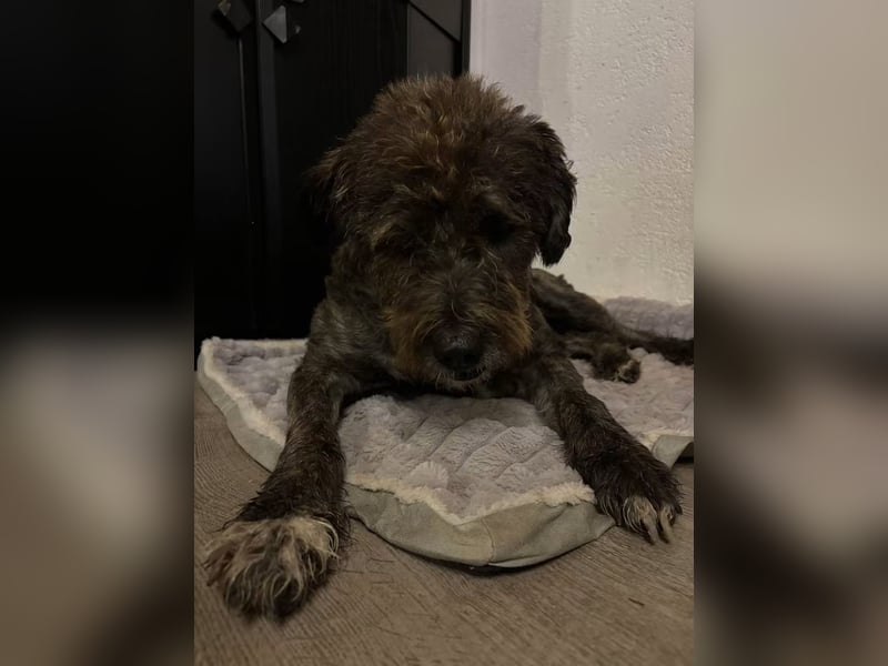 Benji