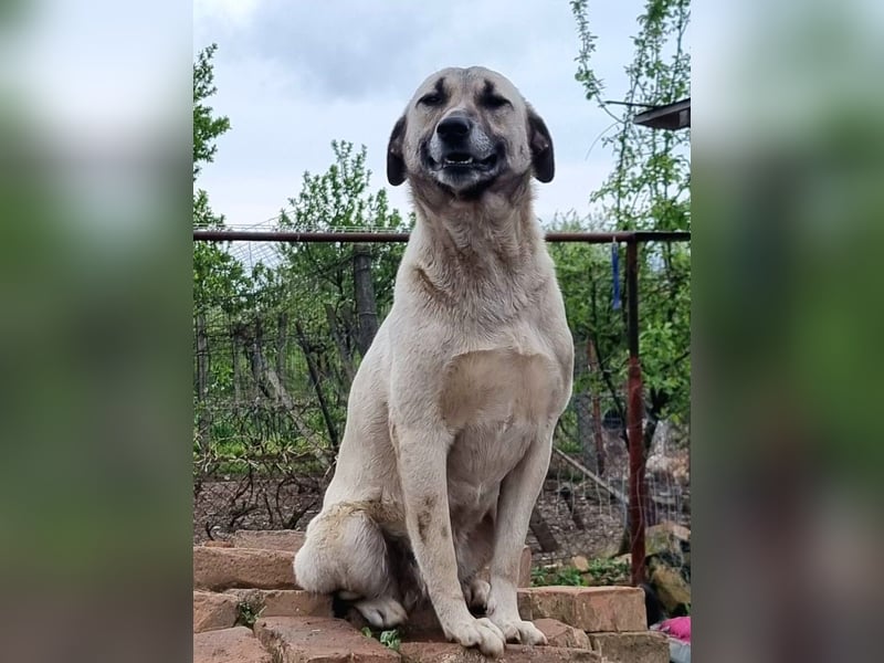 Molly, sanfte grosse Hündin