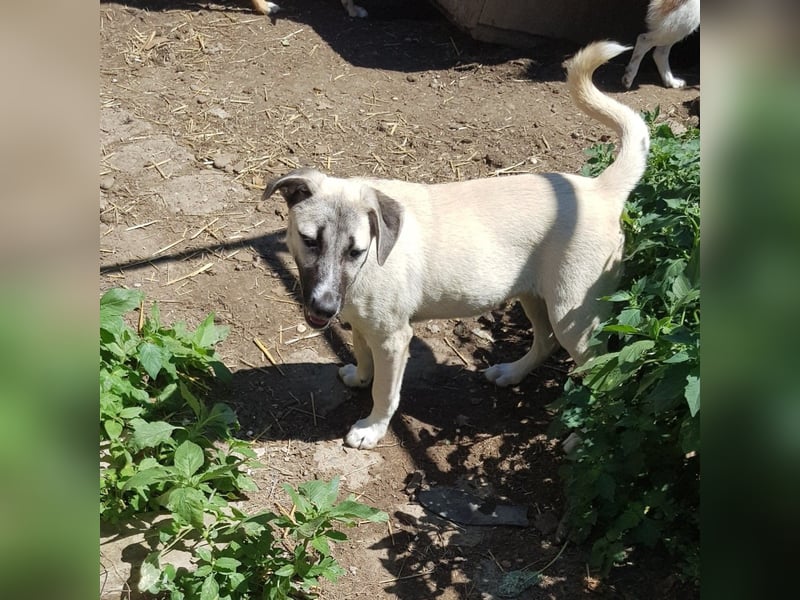 Molly, sanfte grosse Hündin