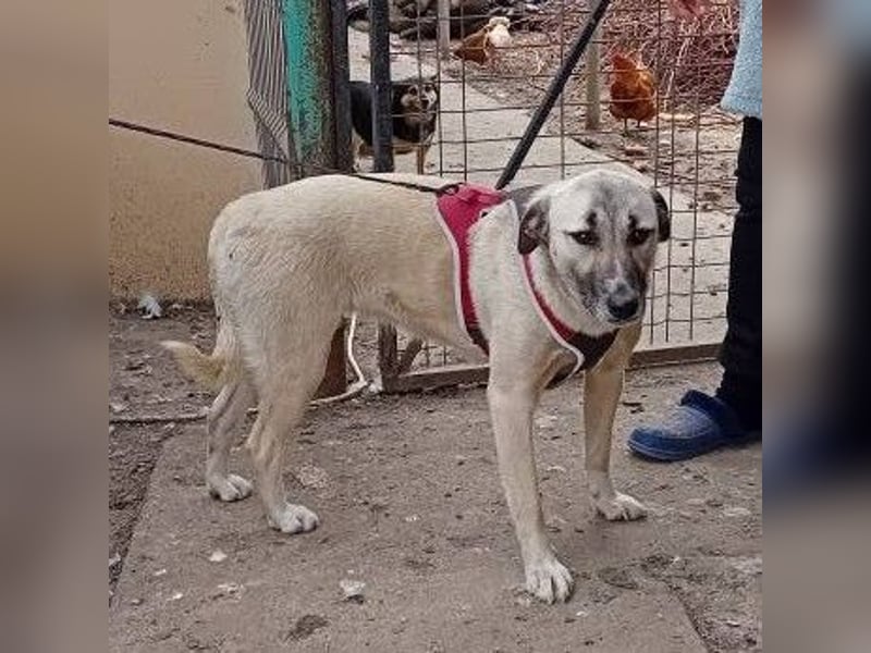 Molly, sanfte grosse Hündin