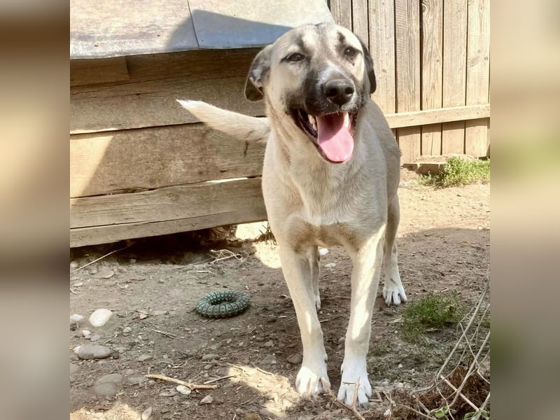 Molly, sanfte grosse Hündin