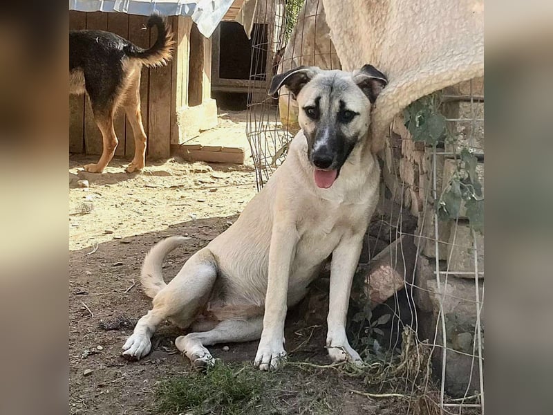 Molly, sanfte grosse Hündin