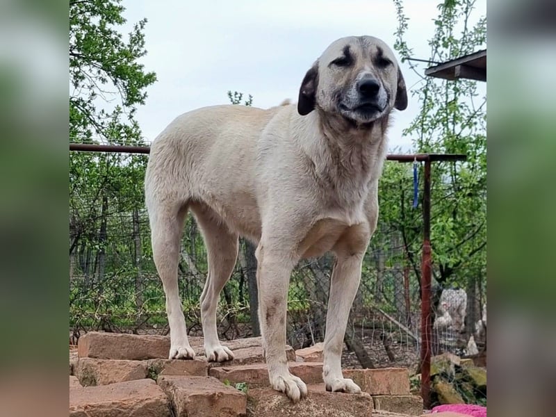 Molly, sanfte grosse Hündin