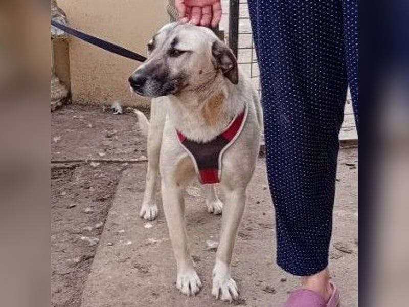 Molly, sanfte grosse Hündin