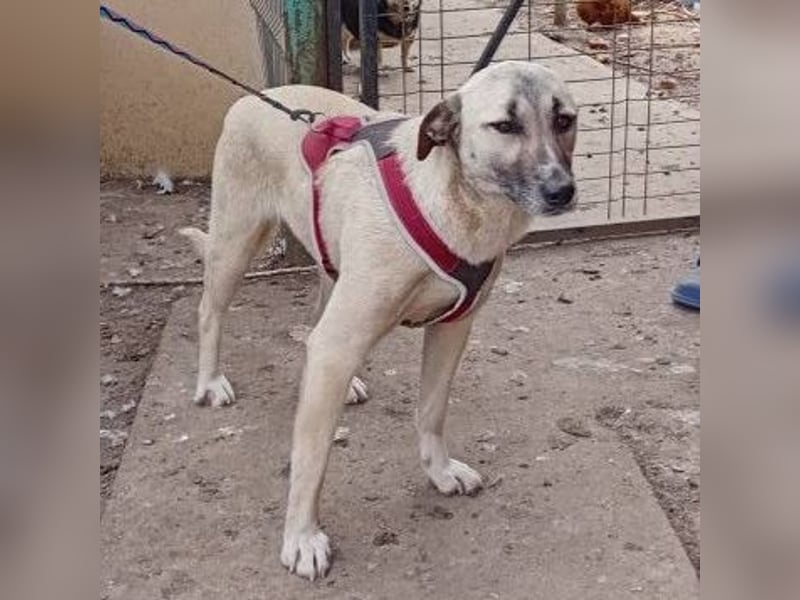 Molly, sanfte grosse Hündin