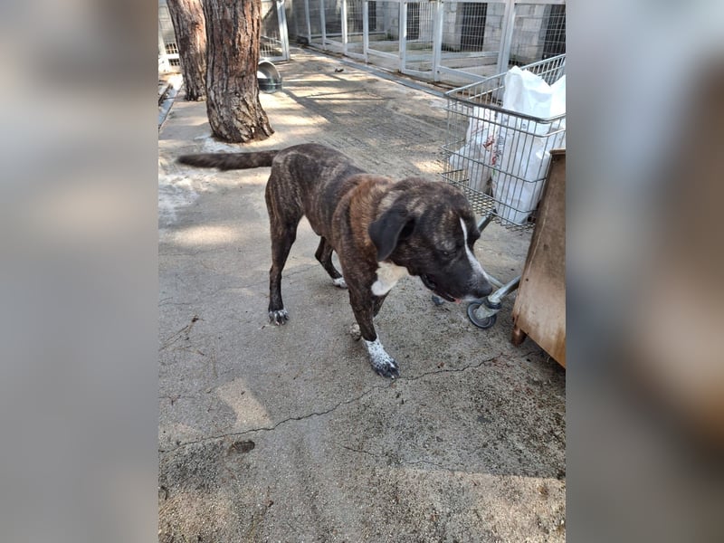 Irakles - ein sanfter großer Kerl auf der Suche nach einem Zuhause Irakles - ein sanfter großer Kerl auf der Suche nach einem Zuhause