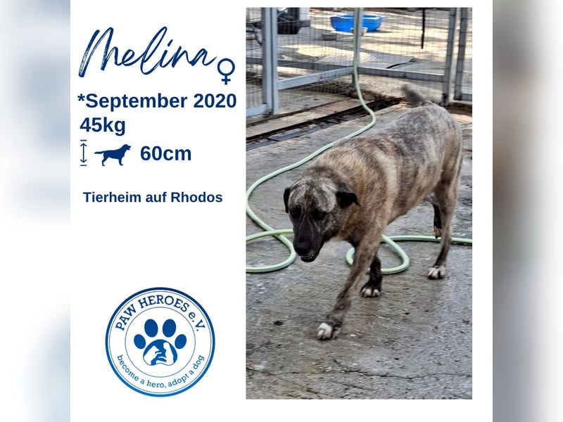 Sanfte Riesing Melina sucht eine Familie! Sanfte Riesing Melina sucht eine Familie!