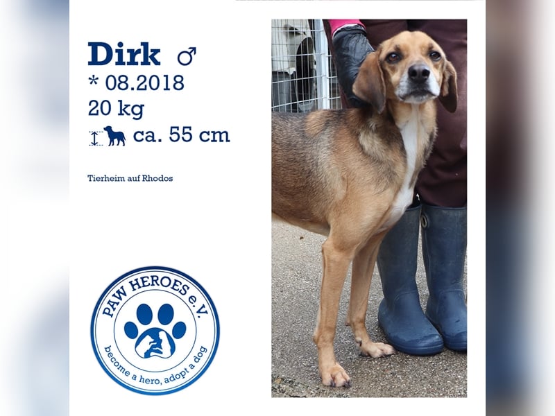 Ruhiger und sanftmütiger Rüde DIRK sucht ein Zuhause!