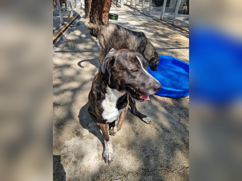 Irakles - ein sanfter großer Kerl auf der Suche nach einem Zuhause Irakles - ein sanfter großer Kerl auf der Suche nach einem Zuhause