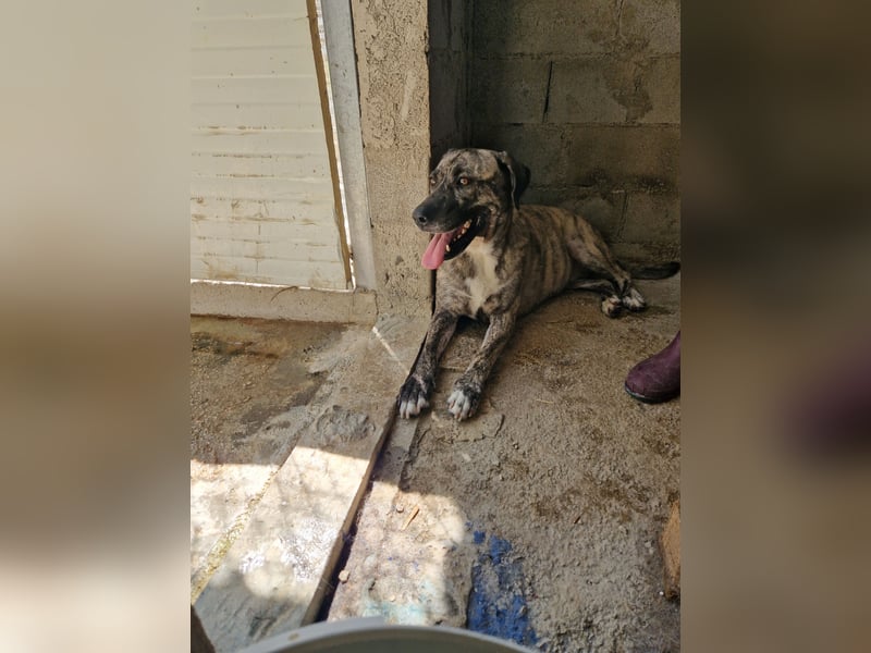 Sanfte Riesing Melina sucht eine Familie! Sanfte Riesing Melina sucht eine Familie!