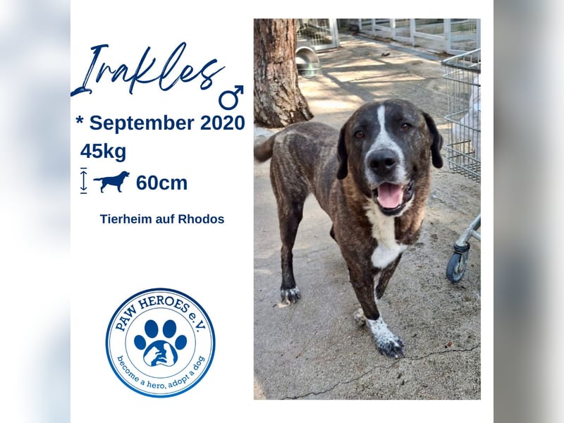 Irakles - ein sanfter großer Kerl auf der Suche nach einem Zuhause Irakles - ein sanfter großer Kerl auf der Suche nach einem Zuhause