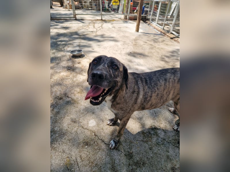 Sanfte Riesing Melina sucht eine Familie! Sanfte Riesing Melina sucht eine Familie!