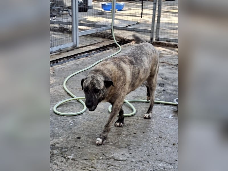 Sanfte Riesing Melina sucht eine Familie! Sanfte Riesing Melina sucht eine Familie!