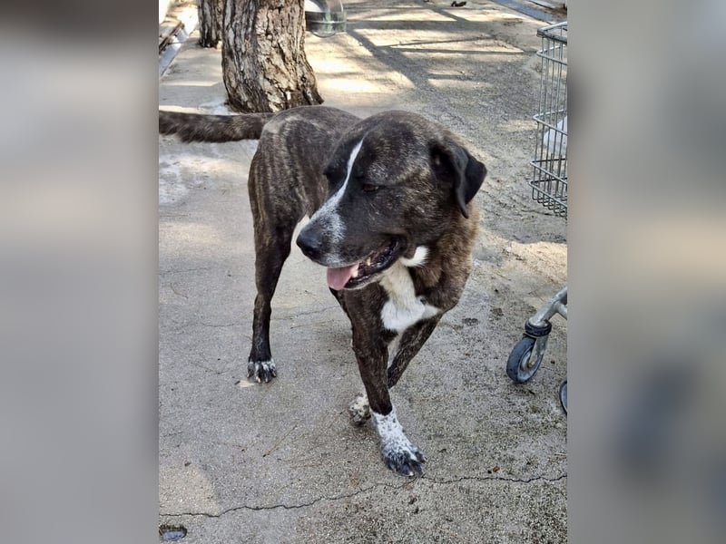 Irakles - ein sanfter großer Kerl auf der Suche nach einem Zuhause Irakles - ein sanfter großer Kerl auf der Suche nach einem Zuhause