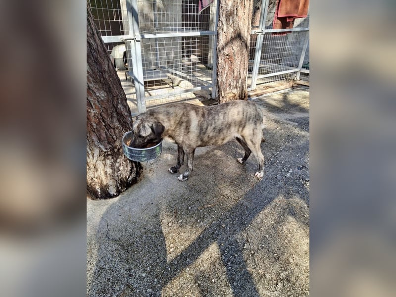 Sanfte Riesing Melina sucht eine Familie! Sanfte Riesing Melina sucht eine Familie!