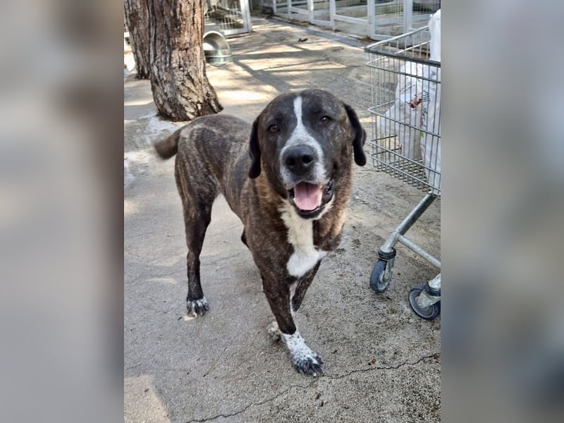 Irakles - ein sanfter großer Kerl auf der Suche nach einem Zuhause Irakles - ein sanfter großer Kerl auf der Suche nach einem Zuhause