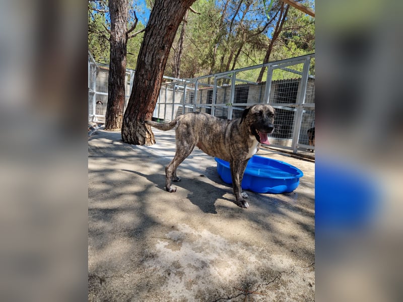 Sanfte Riesing Melina sucht eine Familie! Sanfte Riesing Melina sucht eine Familie!