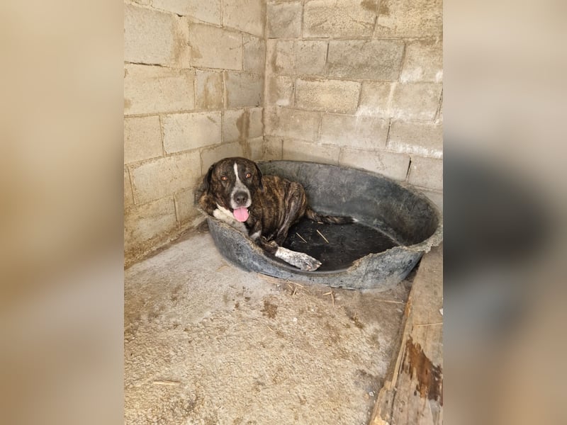 Irakles - ein sanfter großer Kerl auf der Suche nach einem Zuhause Irakles - ein sanfter großer Kerl auf der Suche nach einem Zuhause