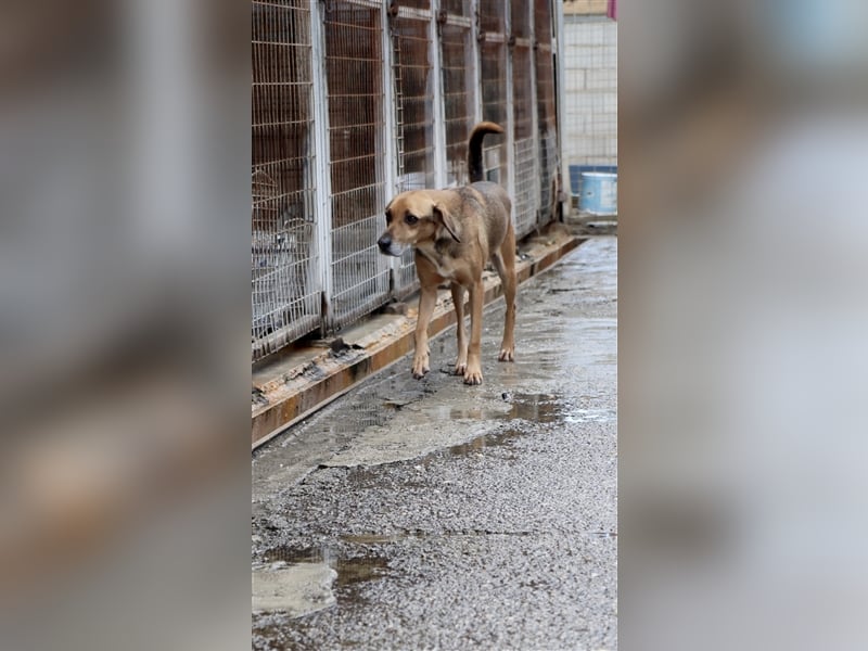 Ruhiger und sanftmütiger Rüde DIRK sucht ein Zuhause!