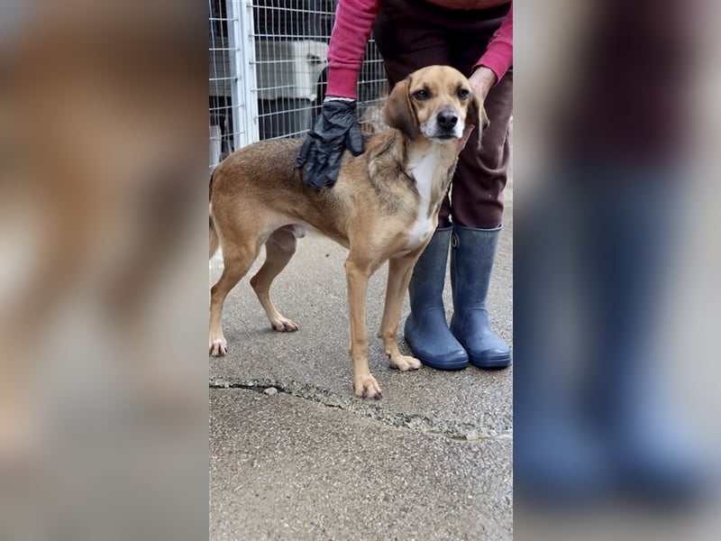 Ruhiger und sanftmütiger Rüde DIRK sucht ein Zuhause!