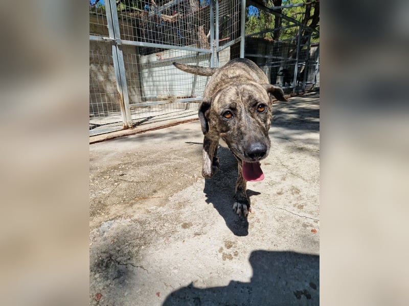 Sanfte Riesing Melina sucht eine Familie! Sanfte Riesing Melina sucht eine Familie!