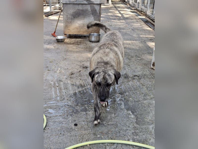 Sanfte Riesing Melina sucht eine Familie! Sanfte Riesing Melina sucht eine Familie!