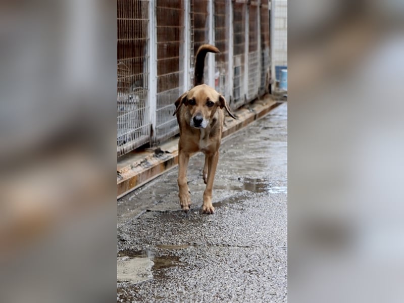 Ruhiger und sanftmütiger Rüde DIRK sucht ein Zuhause!