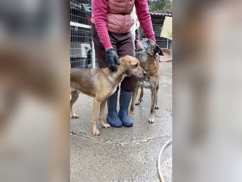 Ruhiger und sanftmütiger Rüde DIRK sucht ein Zuhause!