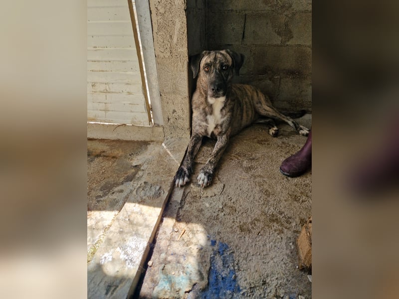 Sanfte Riesing Melina sucht eine Familie! Sanfte Riesing Melina sucht eine Familie!