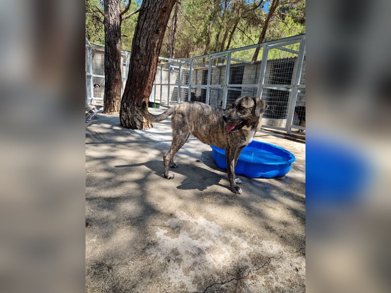 Sanfte Riesing Melina sucht eine Familie! Sanfte Riesing Melina sucht eine Familie!