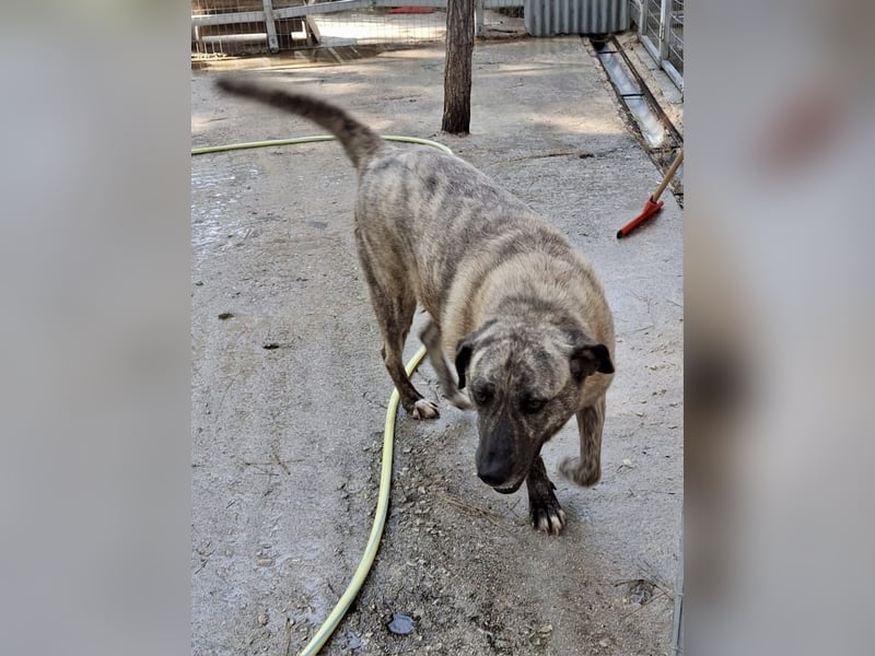 Sanfte Riesing Melina sucht eine Familie! Sanfte Riesing Melina sucht eine Familie!