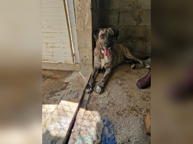 Sanfte Riesing Melina sucht eine Familie! Sanfte Riesing Melina sucht eine Familie!