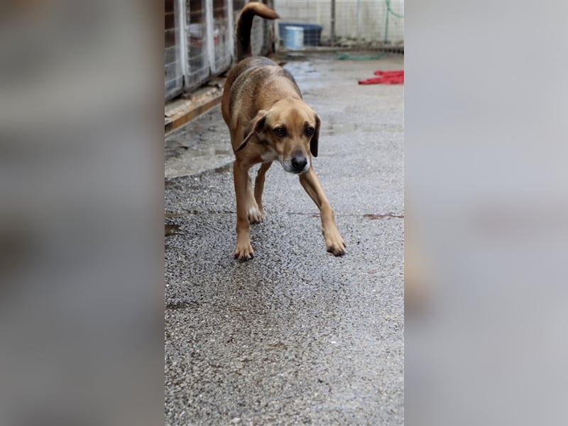 Ruhiger und sanftmütiger Rüde DIRK sucht ein Zuhause!