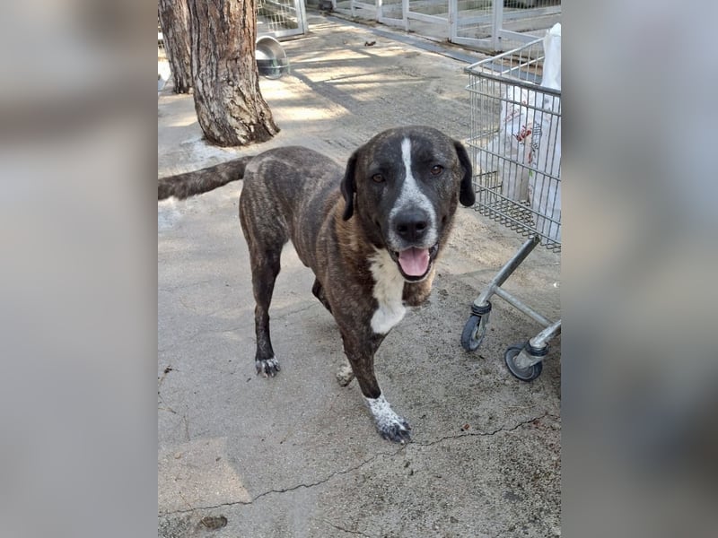 Irakles - ein sanfter großer Kerl auf der Suche nach einem Zuhause Irakles - ein sanfter großer Kerl auf der Suche nach einem Zuhause