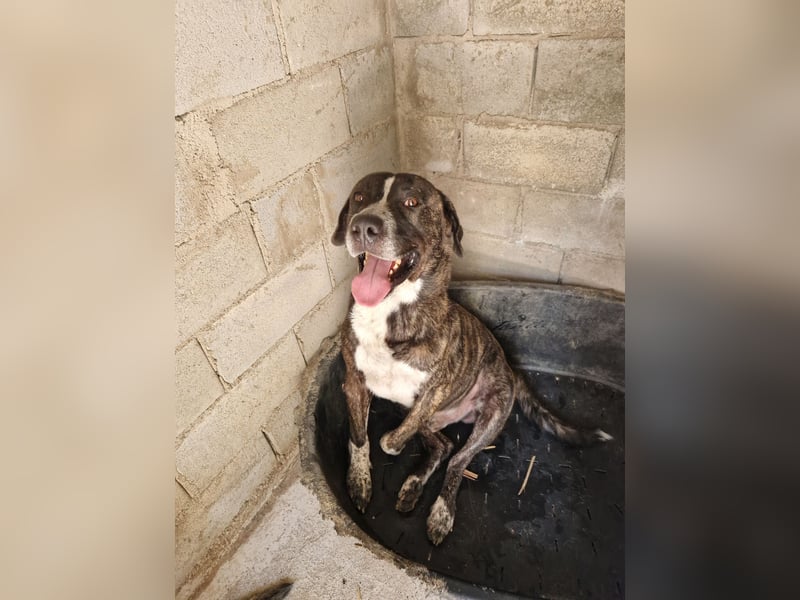 Irakles - ein sanfter großer Kerl auf der Suche nach einem Zuhause Irakles - ein sanfter großer Kerl auf der Suche nach einem Zuhause