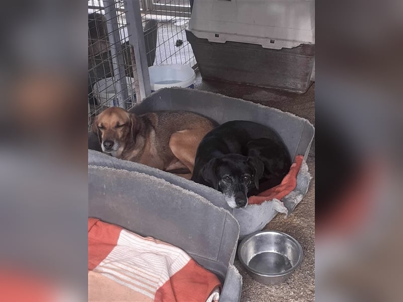 Ruhiger und sanftmütiger Rüde DIRK sucht ein Zuhause!