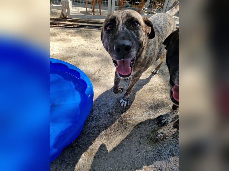 Sanfte Riesing Melina sucht eine Familie! Sanfte Riesing Melina sucht eine Familie!