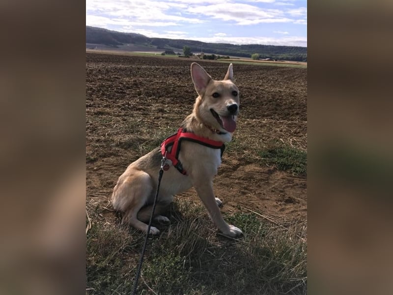 Simba sucht sein Traumzuhause