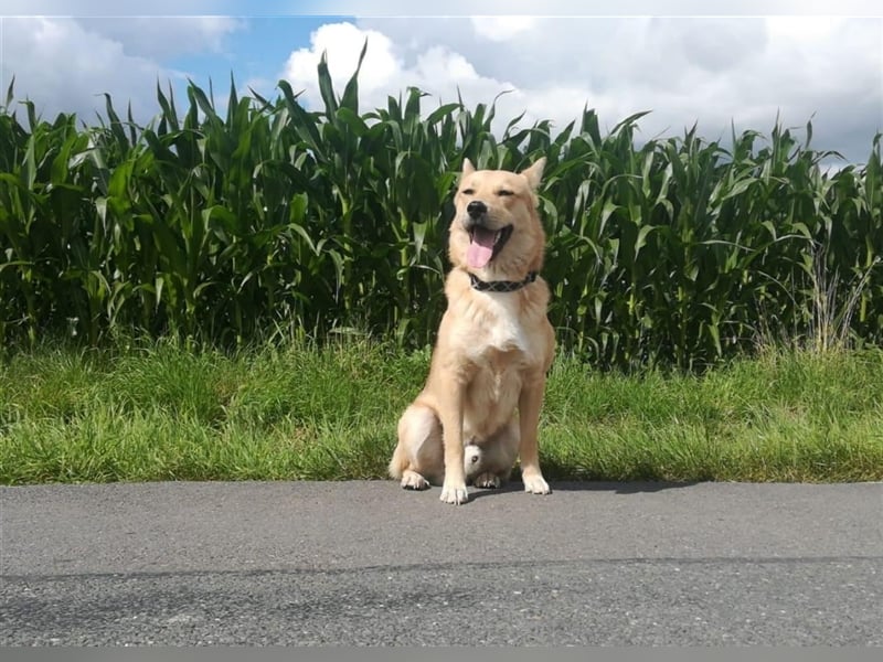 Simba sucht sein Traumzuhause