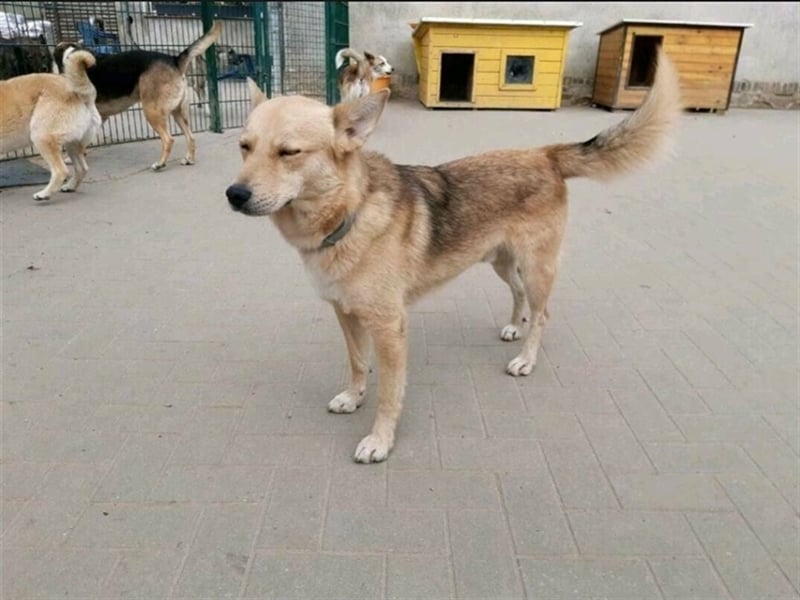 Simba sucht sein Traumzuhause