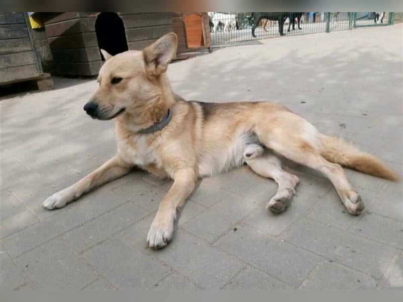 Simba sucht sein Traumzuhause