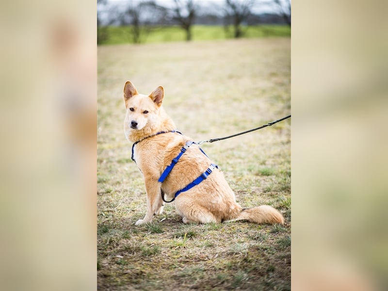 Simba sucht sein Traumzuhause