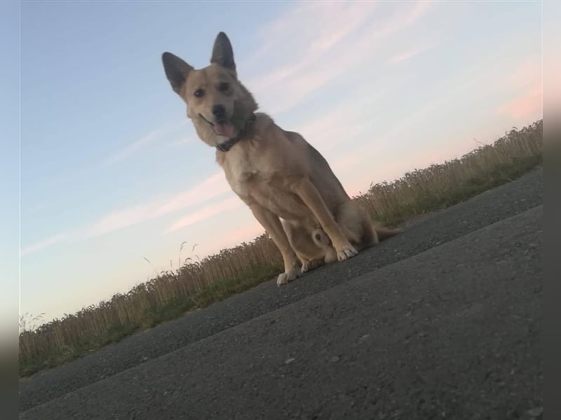 Simba sucht sein Traumzuhause