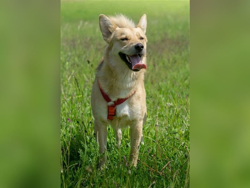 Simba sucht sein Traumzuhause