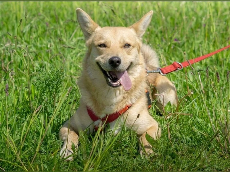 Simba sucht sein Traumzuhause