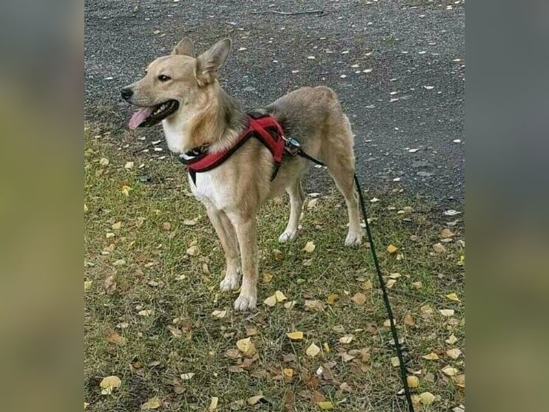 Simba sucht sein Traumzuhause